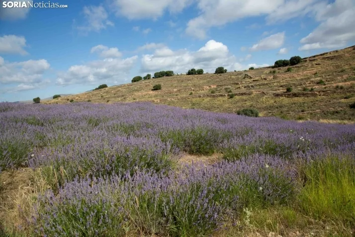 Lavanda de San Felices