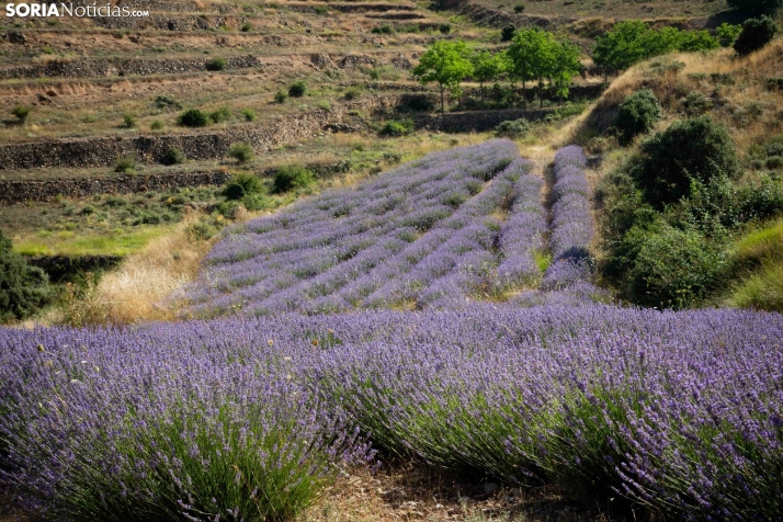 Lavanda de San Felices