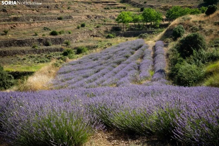 Lavanda de San Felices