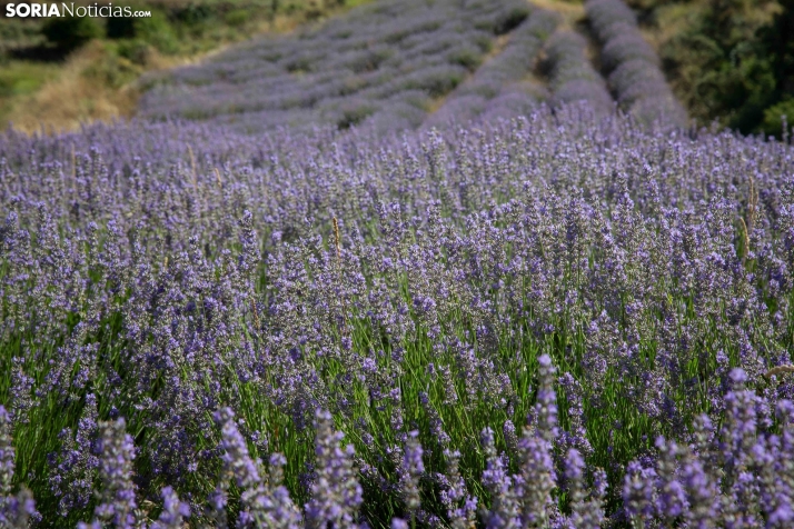 Lavanda de San Felices