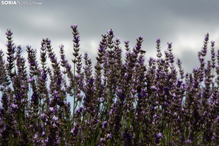 Lavanda de San Felices