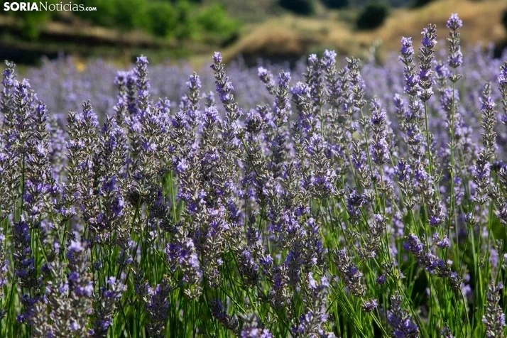 Lavanda de San Felices