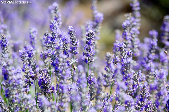 Lavanda de San Felices