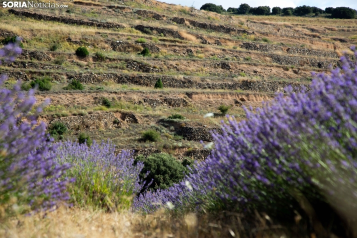Lavanda de San Felices