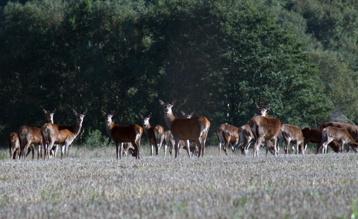 La superpoblación de ciervos amenaza la recuperación de la vegetación y la producción micológica en la Sierra de la Culebra