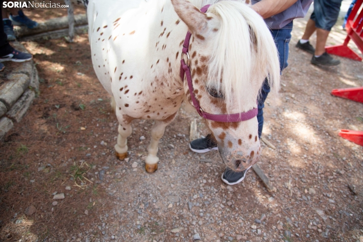 Mercado tradicional de Almarza 2025