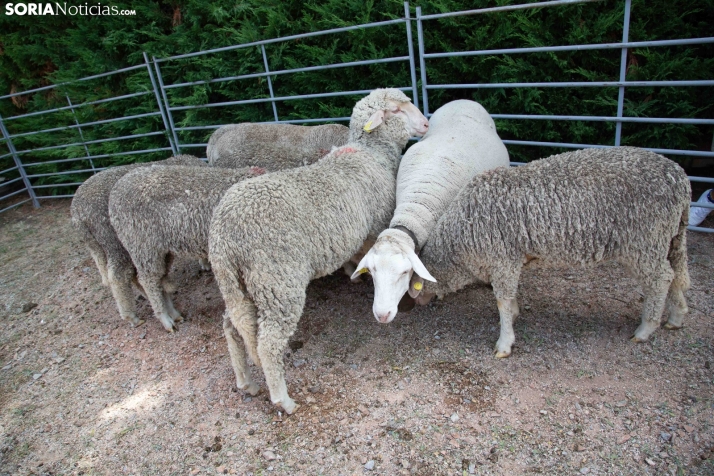 Mercado tradicional de Almarza 2025