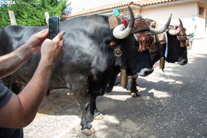 Mercado tradicional de Almarza 2025