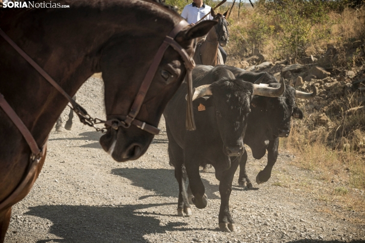 Gallinero celebrará su tradicional Trashumancia el 2 de agosto con toros, música y paella