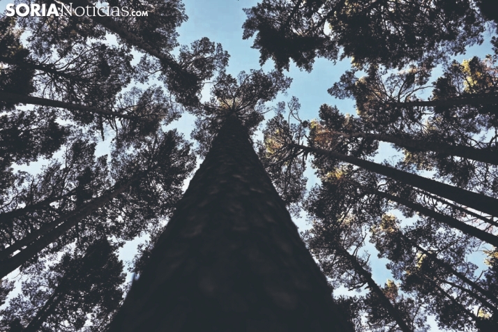 San Leonardo de Yagüe licita la venta de madera del Pinar de Abajo por 102.000 euros