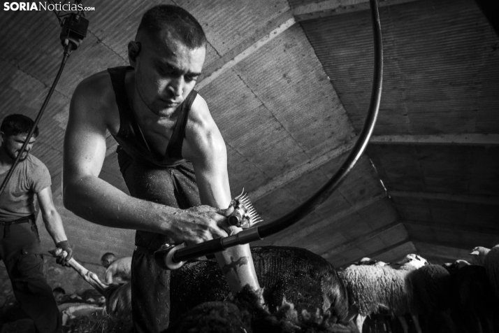 Recorrer más de 9.700 kilómetros para esquilar 1.800 ovejas al día en España