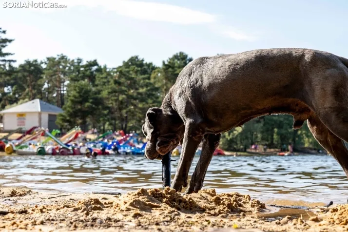 Verano en el pantano 2025./ Viksar Fotografía