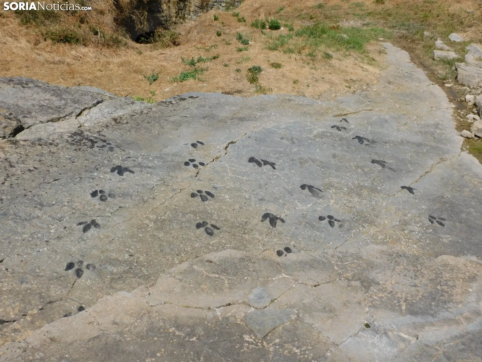 Foto 2 - D&oacute;nde ver huellas de dinosaurio en Soria