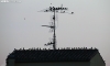 Estorninos sobre una antena y tejado de la capital. /PC