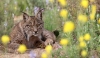 Foto 1 - Hallan muerto por ahogamiento a Vuelvepiedras, el primer lince macho liberado en Palencia