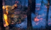 Un bombero forestal en sus labores de extinción. 