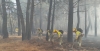 Bomberos forestales trabajando en Castilla y León.