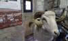 Una imagen del museo de la Trashumancia en Oncala. /SN