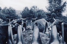 Foto 4 - 'Aquellos días de verano', la exposición que rescata la identidad rural soriana
