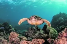 Foto 3 - En las profundidades del oc&eacute;ano