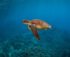 Foto 4 - En las profundidades del océano