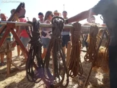 Una imagen de esta mañana en Nepas. /PC