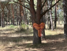 Foto 3 - ¿Qué es la nueva 'Micosenda' de Soria?