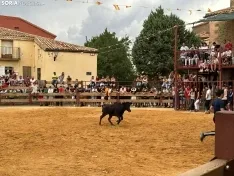 Foto 7 - Valor y destreza en Noviercas: los recortadores triunfan en una tarde de gran riesgo