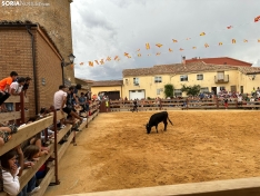 Foto 6 - Valor y destreza en Noviercas: los recortadores triunfan en una tarde de gran riesgo