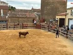 Foto 8 - Valor y destreza en Noviercas: los recortadores triunfan en una tarde de gran riesgo