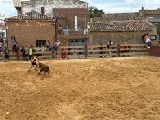 Foto 12 - Valor y destreza en Noviercas: los recortadores triunfan en una tarde de gran riesgo