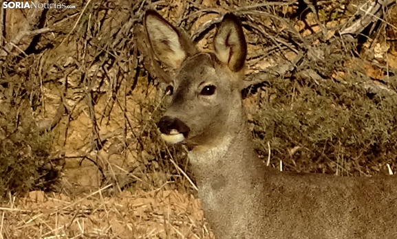 Más de 1.000 hectáreas de caza en Quintana Redonda y La Seca buscan gestor por más de 10.500 euros anuales