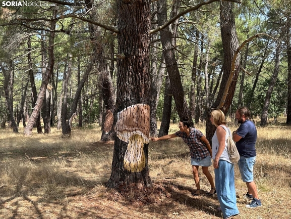 ¿Qué es la nueva Micosenda de Soria?