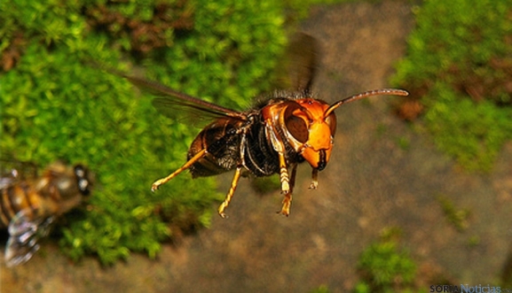 El PSOE pide en el Congreso medidas urgentes contra la avispa asiática