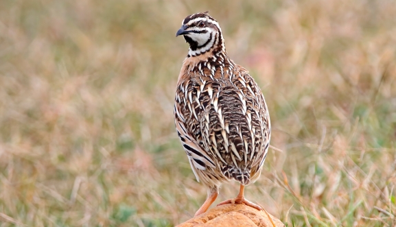 Abre la media veda: 5.000 cazadores se echan al campo en Soria