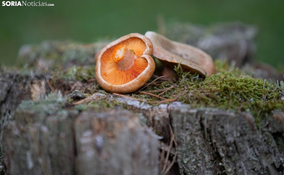 La sequía y el viento amenazan la campaña de setas en Soria