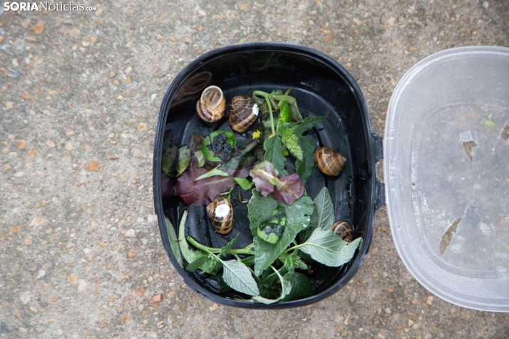 Carrera de caracoles de Peroniel