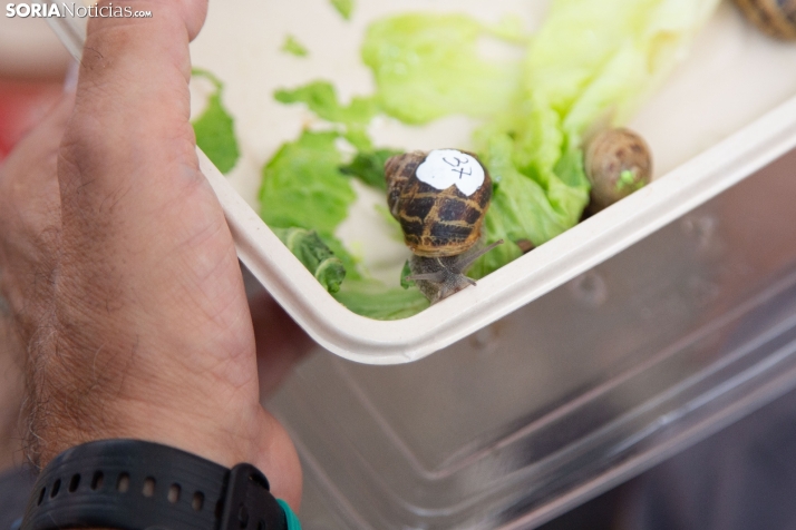 Carrera de caracoles de Peroniel