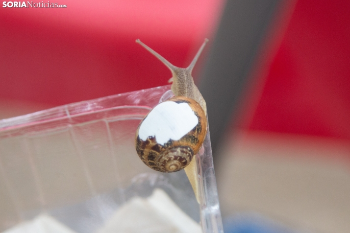 Carrera de caracoles de Peroniel