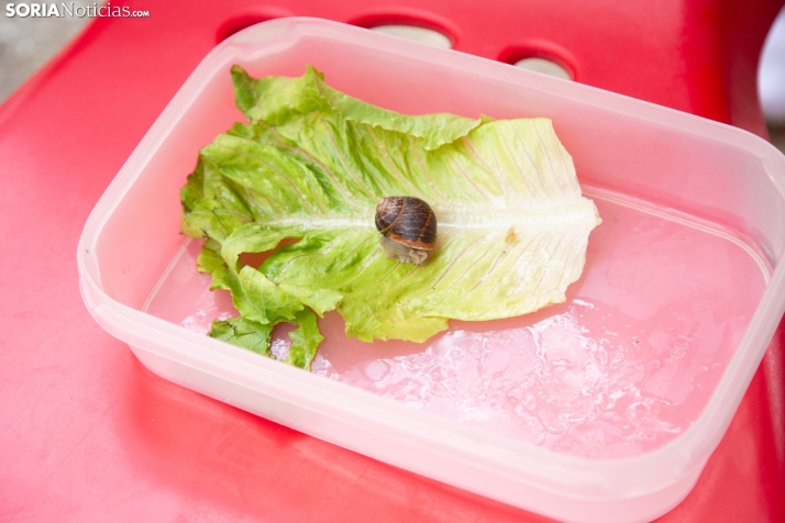 Carrera de caracoles de Peroniel