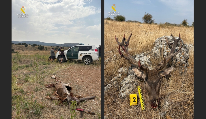 La Guardia Civil investiga en Soria a una persona por matar un ciervo en época de veda