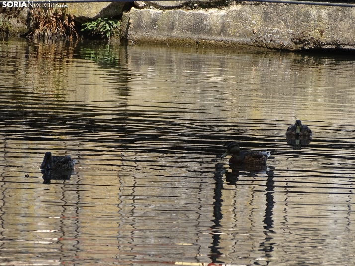 Imagen de las orillas del Duero este 14 de agosto. /PC