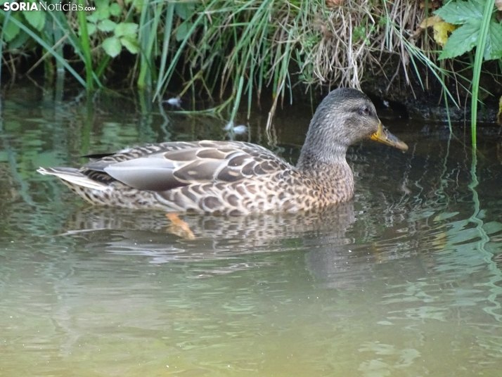 Imagen de las orillas del Duero este 14 de agosto. /PC