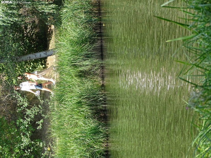 Imagen de las orillas del Duero este 14 de agosto. /PC