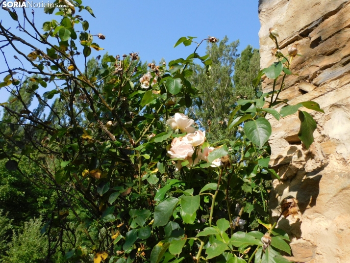 Diustes, Villar del Río