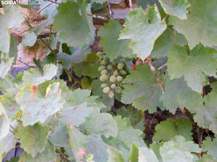 Diustes, Villar del Río