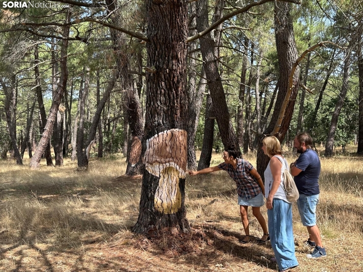 ¿Qué es la nueva Micosenda de Soria?