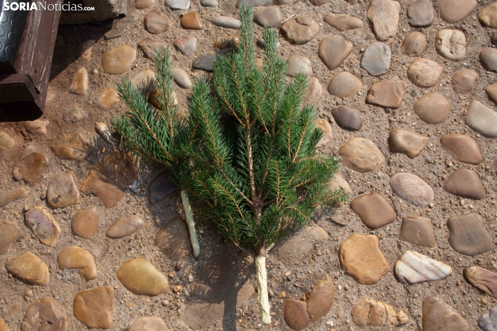 La Pinochada viste de gala a Vinuesa