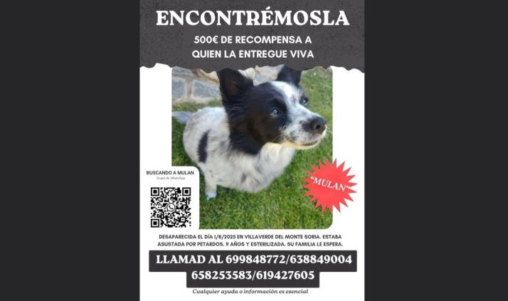 Ofrecen 500 euros de recompensa por encontrar a Mulan, una perra perdida en Villaverde del Monte