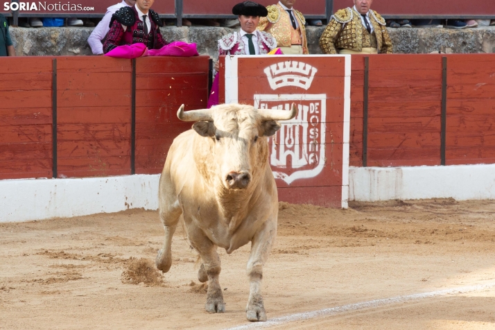 Toros en El Burgo 2025